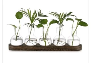 Hewory Terrarium Pflanzenvermehrungsstation: Desktop Glas Terrarium Hyazinthe... - Bild 1 von 6