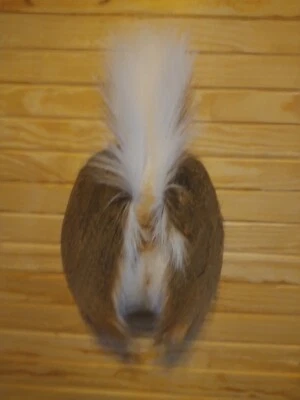 trasero de ciervo, parte trasera de ciervo, TAXIDERMIA, cola blanca Foto 1 de 2