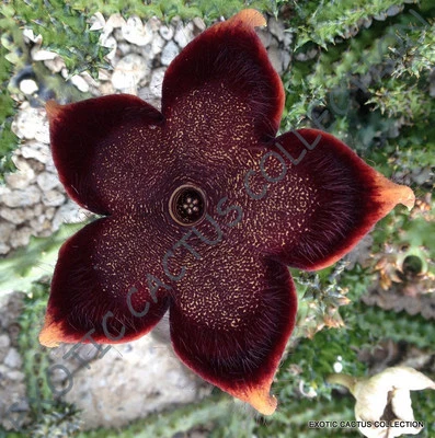 EDITHCOLEA GRANDIS,异国情调的 huernia 稀有orbea 多肉的 stapelia 种子 -5 种子 — 第 1/2 张图片