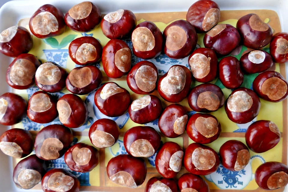 45 Conkers Horse Chestnut - Collected 27/9/25 - Image 1 of 1