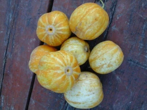 10 GURKENSAMEN - KRISTALL ZITRONE - Bild 1 von 1