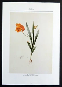 Orange Freesia flower, Redoute botanical print, 1986 offset lithograph - Picture 1 of 4