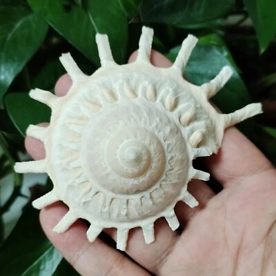 Large Sun Carrier Stellaria Sola Seashell Shell Rare Real Beach Home Deco 3.5-4" - Image 1 of 4