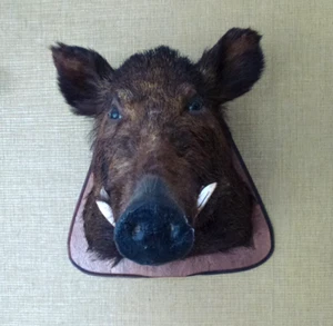 Wildschwein Jagd Trophäe - Präparat Wildschwein Kopf Keiler Wanddekoration - Bild 1 von 6