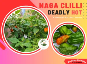 Naga (নাগা)/Bhut Jolokia/Ghost Chilli 10/15 Seeds - Picture 1 of 6