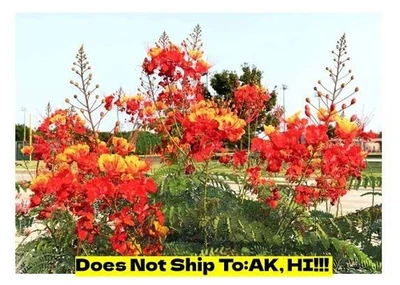 Orange Pride of Barbados in 6" Pot Flowering Outdoor Barbados Flowerfence Plant - Image 1 of 3