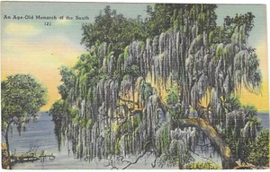 Vintage Scenic Linen Postcard An Age-Old Monarch of the South Moss Waters - Picture 1 of 2