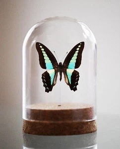 The common blue bottle, Graphium sarpedon, Bell Jar, Real butterfly, real insect - Picture 1 of 1