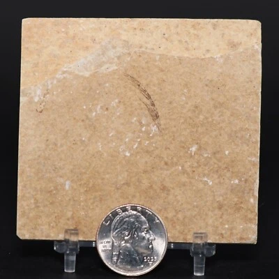 Rare Bird Feather 23mm Fossil Lake Green River Formation Wyoming WY COA 6797 - Image 1 of 4