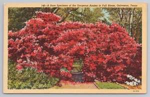 Blooming Azaleas Blossoms in Galveston Texas Postcard - Picture 1 of 2