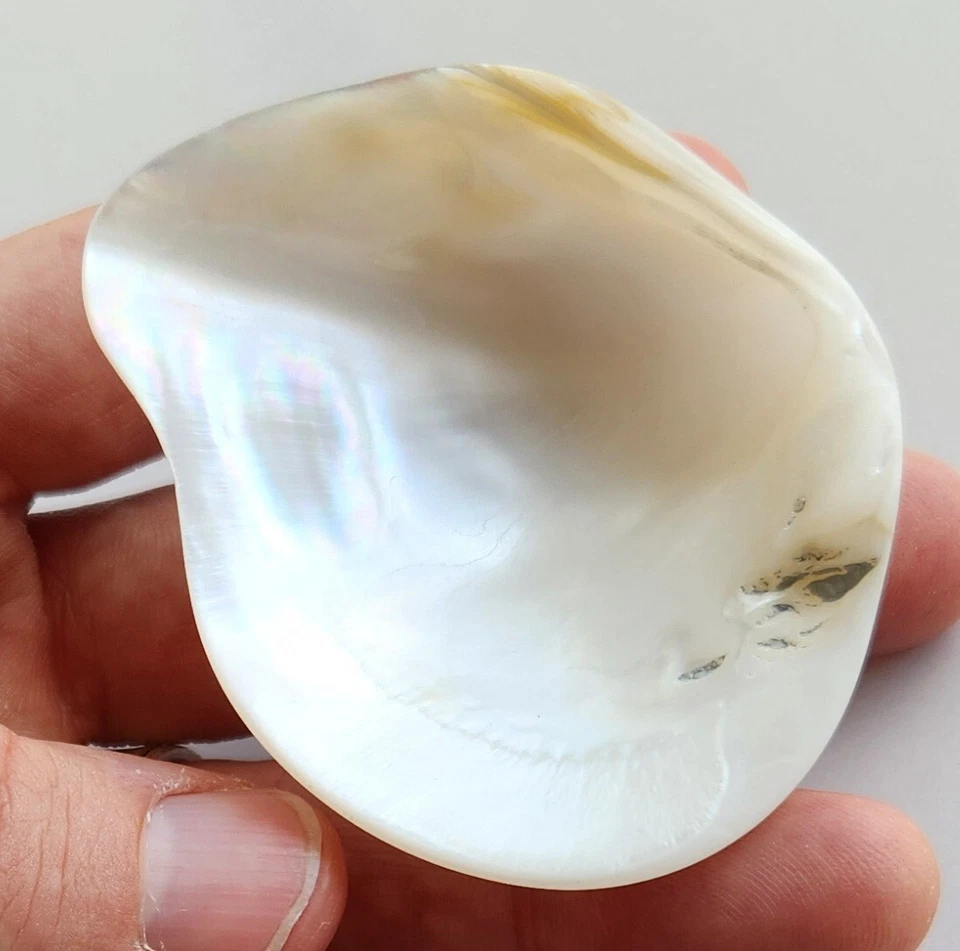 Beautiful Natural Freshwater Clam Shell Iridescent White Specimen Polk County TX - Image 1 of 4