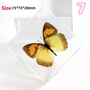 Real Butterfly Resin Specimen Paperweight Collection Display Birthday Gift Funny - Picture 1 of 32