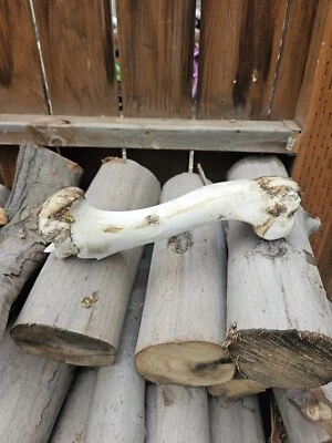 Hueso de pierna de húmero de caballo salvaje grande RARO del estado de Washington Eastern Wa Foto 1 de 4