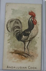 1891 N20 Allen & Ginter Prize & Game Chickens Andalusian Cock Game Cock - Picture 1 of 3