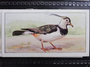 No.19 THE LAPWING British and Foreign Birds - C.W.S. Cigarette Card 1938 - Picture 1 of 1