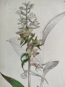 Orchidee 4 Drucke - Sowerby Original Kupferstiche Koloriert Botanik - 1792ff - Picture 1 of 5