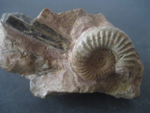 AMMONITE FOSIL EN MATRIZ. PARAMIOCERAS. JURASICO. ESPAÑA - Imagen 1 de 5