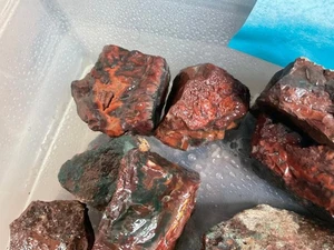 Z~ Lone Juniper Agate Rough 5 Lbs # 1 - Picture 1 of 7