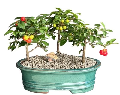 Flowering Barbados Cherry Bonsai Tree 3 Tree Forest Group 8"H Indoor Plant - Image 1 of 4
