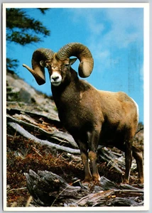 Postcard Alberta Bighorn Sheep Banff Jasper AB - Picture 1 of 2