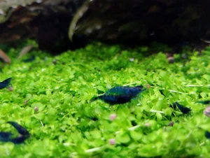 20 Gambas Neocaridinas Blue Velvet. Acuario/Pecera - Imagen 1 de 2