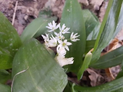 Perennial and annual plants - Permaculture - Sample package for beginners  - Image 1 of 4