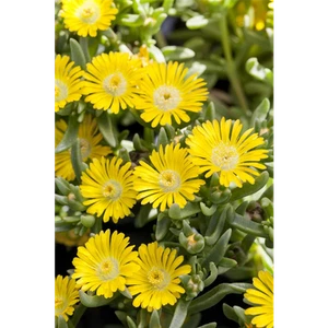 Mittagsblume Wheels of Wonder® 'Golden Wonder' - Delosperma 'Golden Wonder', gel - Imagen 1 de 3