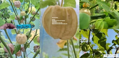 Physalis Sorte: Beas Dicke - Bild 1 von 4