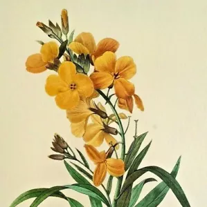 Pierre Joseph Redoute Flower COMMON WALLFLOWER Botanische Kunst Book Plate Print 47 - Bild 1 von 3