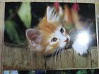 Postkarte Wandbild Katze Rote Tiger Welpe Norwegische Waldkatze Klein