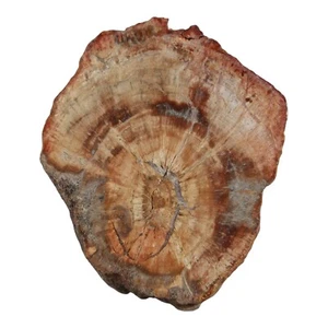 Madagascar Petrified Wood Fossil w/Bark 69x62mm / 238g Specimen Gift Idea - Picture 1 of 8