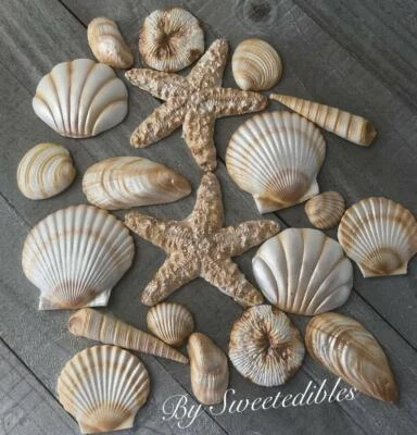 20 Piece Edible Sugar Gum Paste Seashells Fondant - Изображение 1 из 3