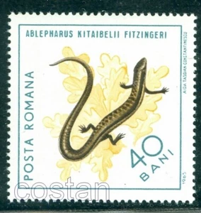 1965 Reptiles,European copper skink/juniper skink/Ablepharus kitai.,Romania, MNH - Picture 1 of 1