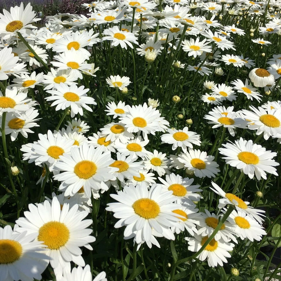 Shasta Daisy Seeds 250+ Flower USA SELLER FREE SHIPPING PERRENIAL WHITE FLOWER - Image 1 of 1