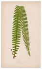 1859 Edward Lowe Fern Antique Botanical Print - Nephrolepis Tuberosa