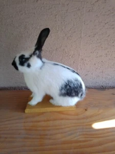 Beautiful taxidermy rabbit ! Spreparowany króliczek! - Picture 1 of 5