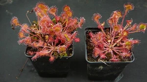 5x Drosera rotundifolia / Rundblättriger Sonnentau - Moorpflanze - Bild 1 von 6