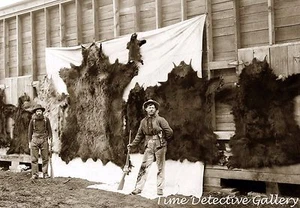 Hunters with Bear Hides, Alaska - 1906 - Historic Photo Print - Picture 1 of 1