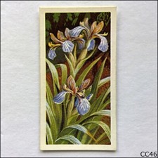 Brooke Bond Tea Card Wild Flowers Series 3 1964 #11 Stinking Iris (CC46)