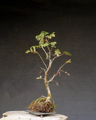 Bonsai outdoor winterhart Eberesche, Sorbus aucuparia,  H44 B23 D2,5 cm - Bild 1 von 4