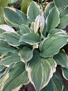 Hosta ‘ Brave Attempt ’ Plantain Lily Plant Shipping Spring 2025 - Picture 1 of 1