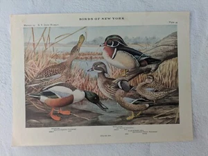 Plate #14 Shoveler & Wood Duck- Birds of New York 1916 Fuertes Nature Original - Picture 1 of 2