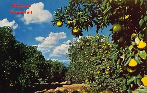 Postcard AZ: Arizona Desert Grapefruit Orchard 1950's - Picture 1 of 2