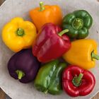 Organic Peppers 1-A