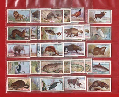 37x ANIMALS & BIRDS OF VALUE - GALLAHER - CIGARETTE TOBACCO CARDS (UN11) - Image 1 of 4