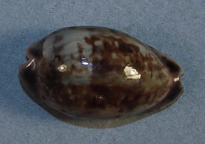 CYPRAEA ZONARIA 27.37 SUPER CHOICE FRESH SPECIMEN Bota Land Is Limbe, Cameroon - Picture 1 of 4