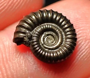 Pyrite ammonite fossil Crucilobiceras (12mm) Charmouth Jurassic Coast Fossils UK - Photo 1/5