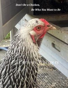 Don't Be a Chicken, Be Who You Want to Be Refrigerator Magnet - Picture 1 of 1