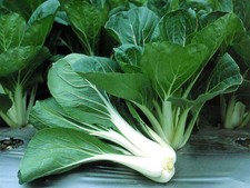 Pechay Gracious 100 seeds