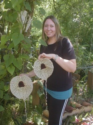 Aristolochia Grandi - Image 1 of 3